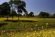Texas Wildflowers - March 26, 2012