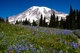 Mt Rainier & Lupine from Lakes Trail - Aug 13, 2013