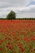 Red Poppies - April 9, 20017