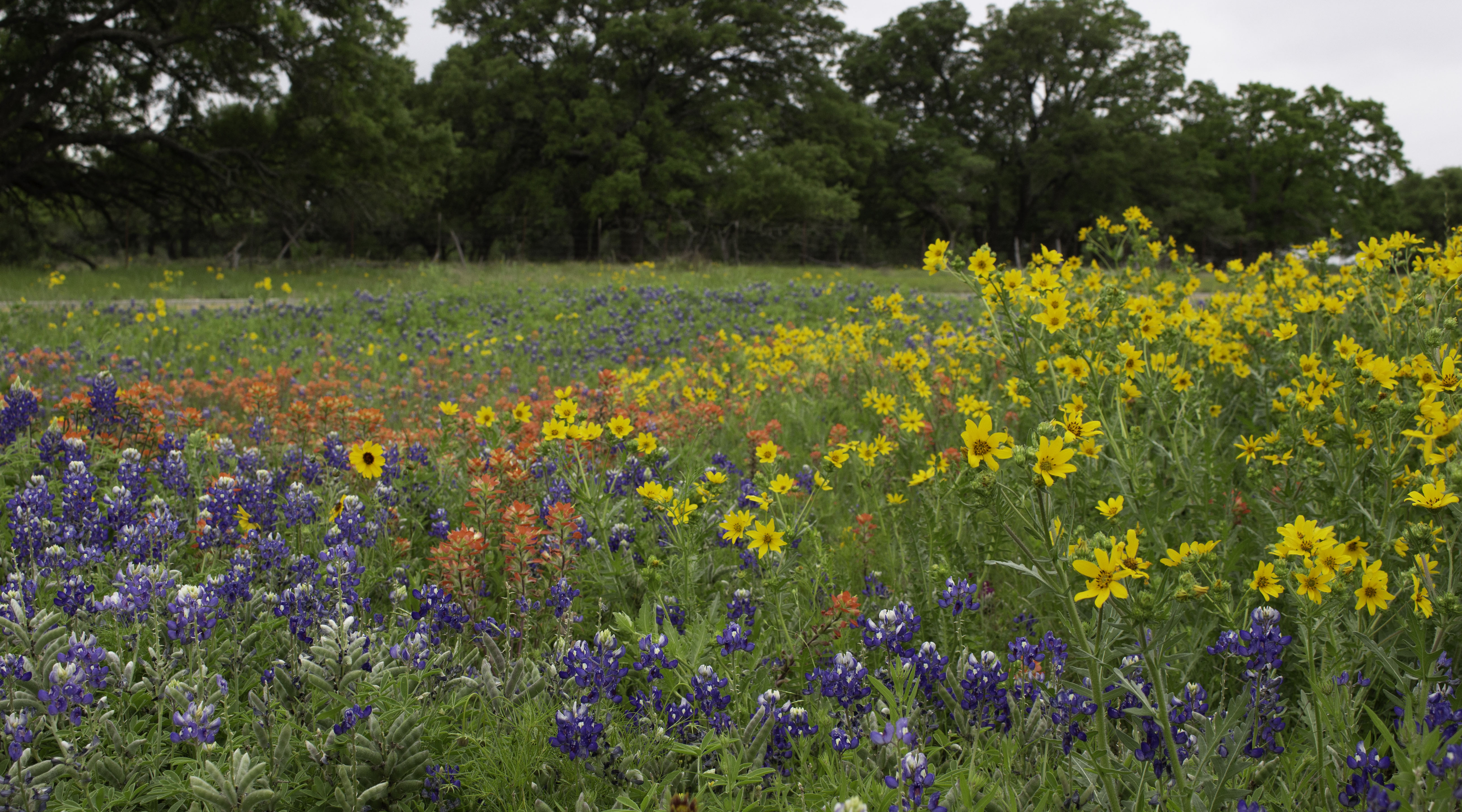Texas Wildflowers April 2019