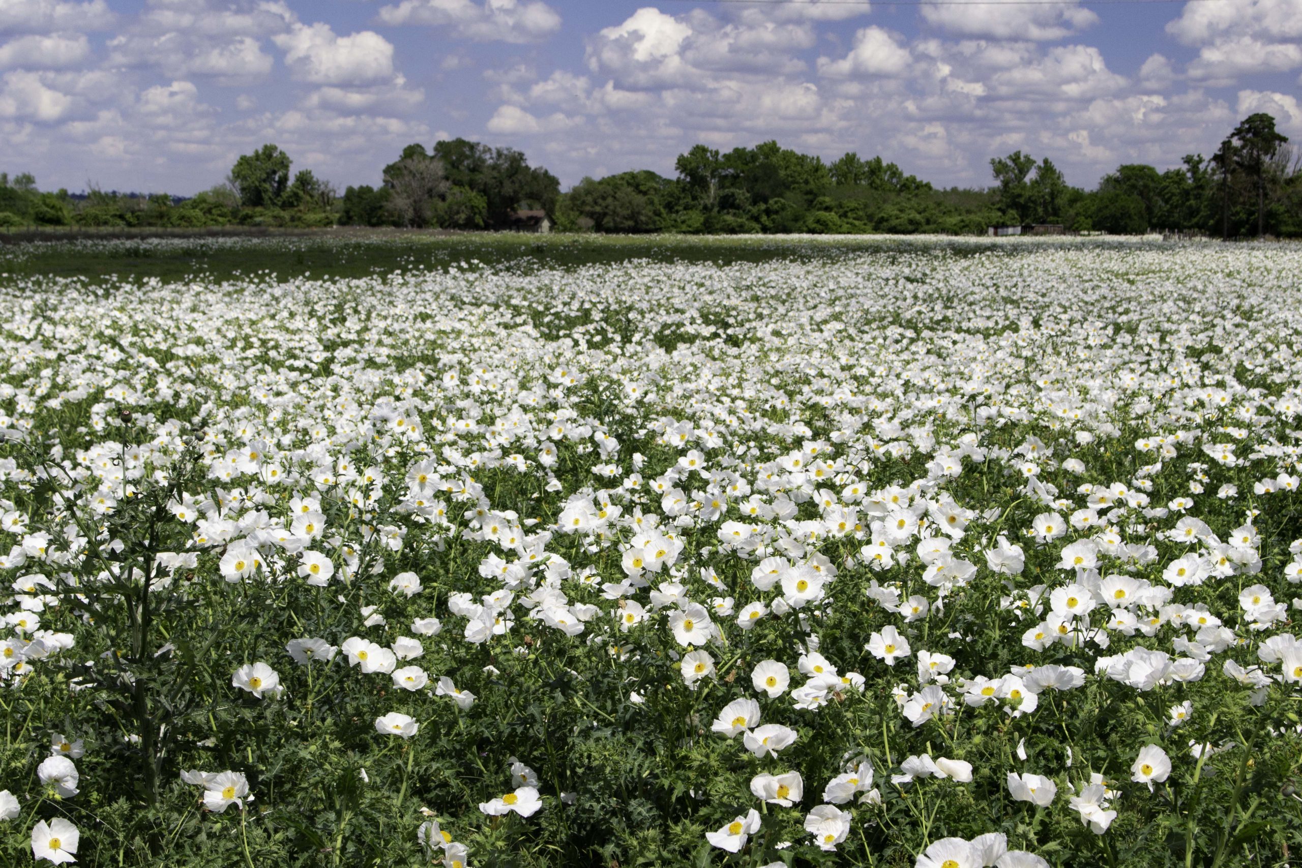 Texas Wildflowers 2022-