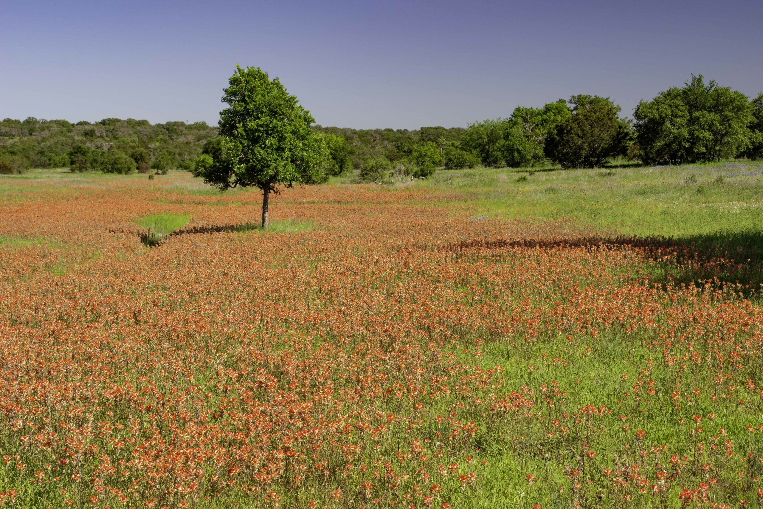 Texas Wildflowers 2022-